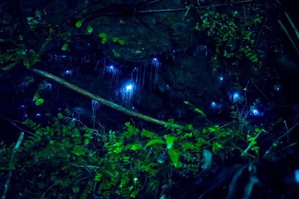 ワイトモ グローワーム洞窟で土ボタル鑑賞はいかが 地底世界に広がる満点の星空